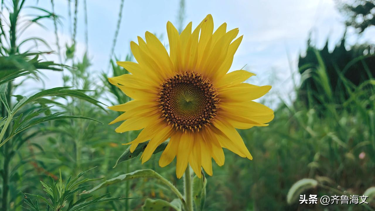 分享漂亮花朵这是低矮型向日葵，一米上下的高度。