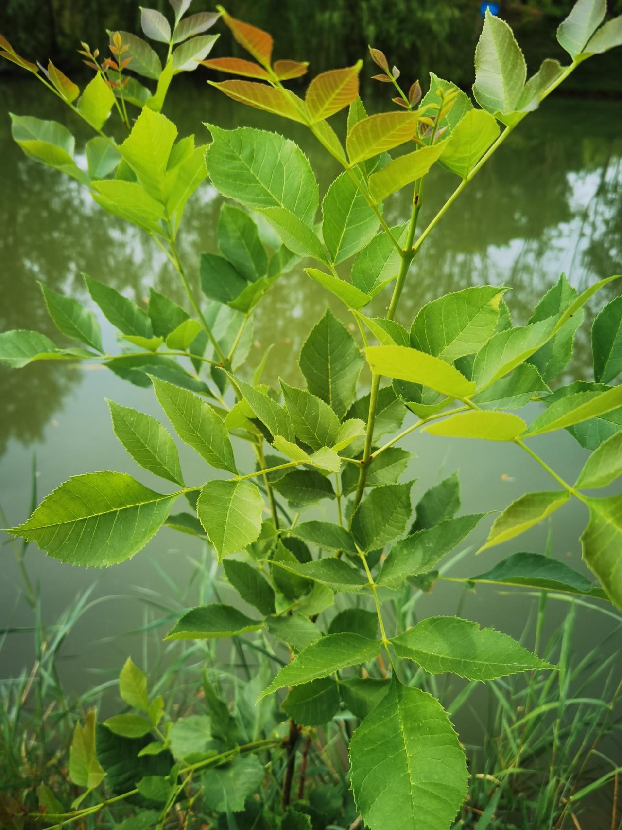 总是期待明天的人真能长寿吗？
前些天听书，是一本心灵鸡汤的书，讲了许多浅显的道理