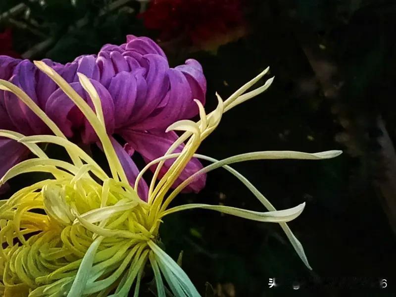 上联:一朝春尽红颜老
下联:去岁方华两鬓霜