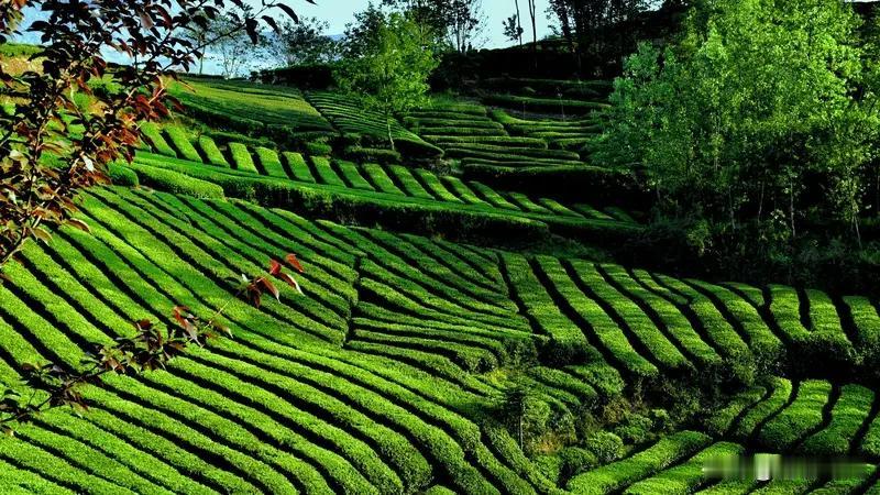 最新数据显示，2025年我国茶产业综合产值已突破万亿元大关，全产业链从业人口超7