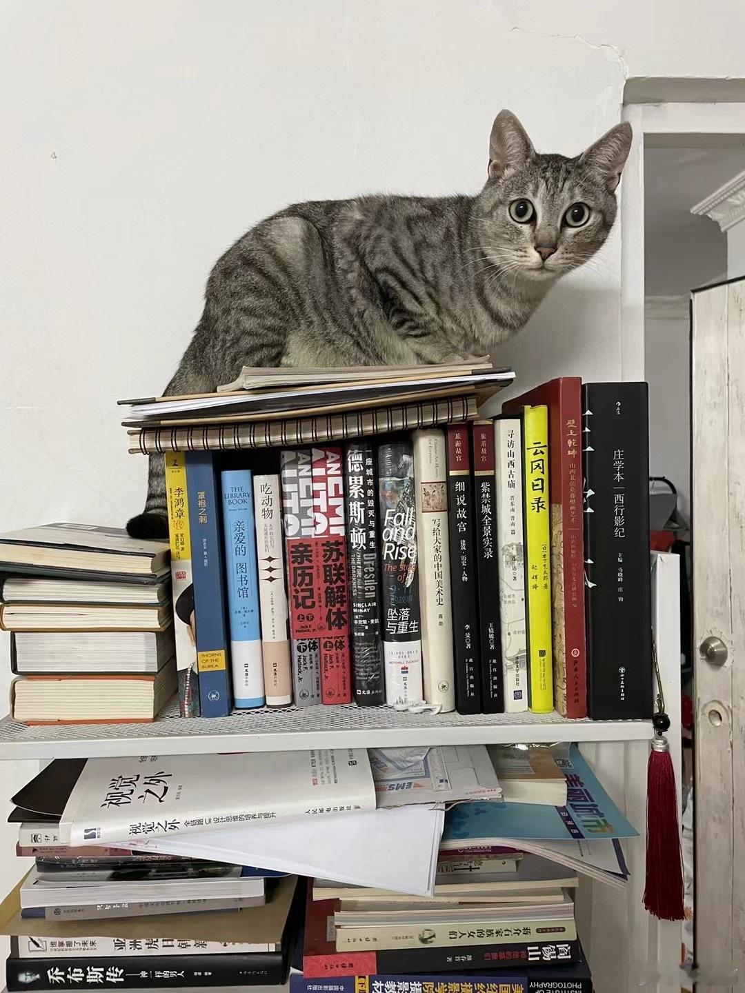 那只陪我好多年的猫咪，今天走了，黄疸肝炎[泪][泪][泪] ​​​