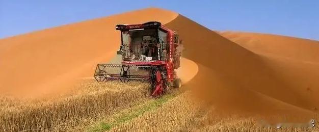 中国工程闹“乌龙”！我国专家本计划在沙漠种小麦，原以为会颗粒无收，结果小麦竟然亩