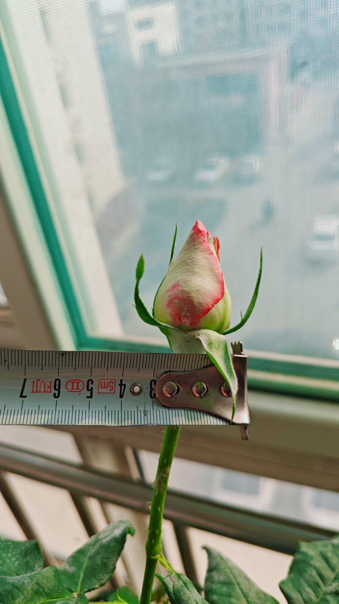 3厘米的花苞，艾莎就是这样优秀。哈哈哈 