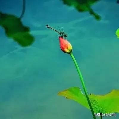 翠盖漾清波，红蜓掠碧荷。
展轻纱、细络如罗。
偶向残茎闲伫立，风淡淡，影婆娑。