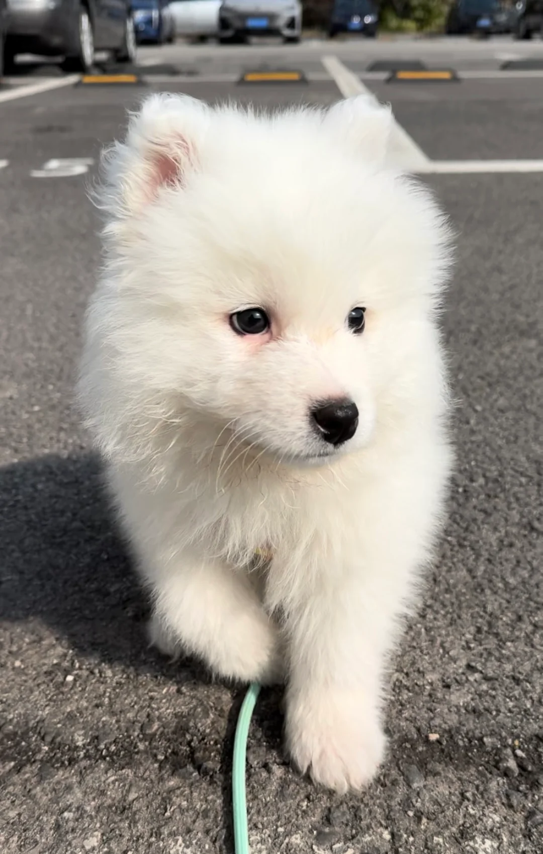 为什么这么可爱的萨摩耶没人看！