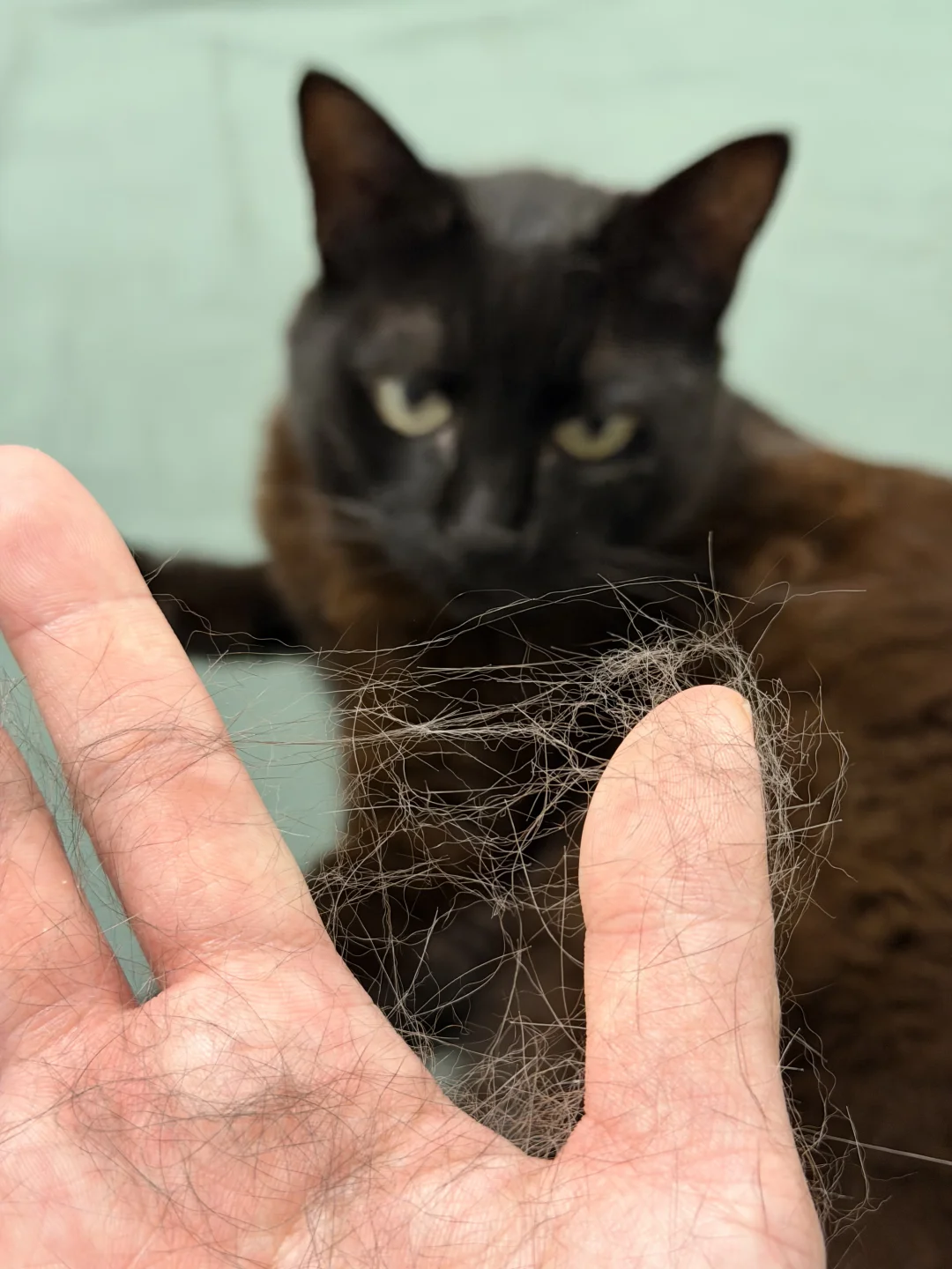 养猫人如何判断换季了