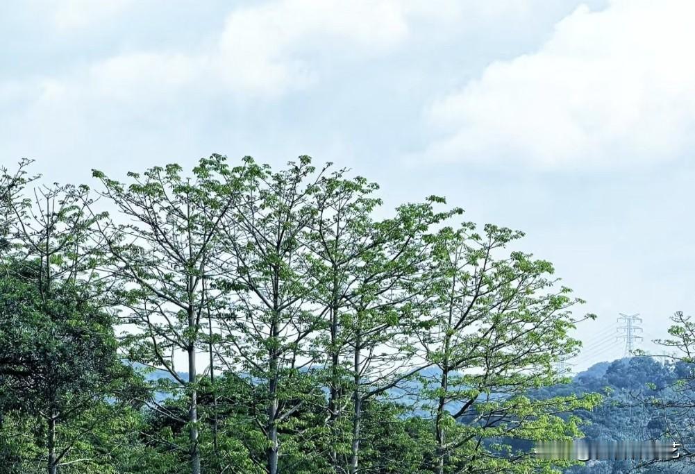 今年春天最想实现的心愿树顶的新绿浸在浅蓝天里，枝桠疏疏勾着云絮。风掠过叶尖时，连