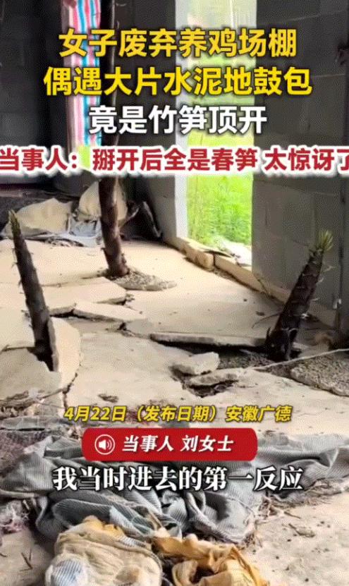 安徽广德，一女子家中有个废弃的养鸡棚，这天她和父亲一起去看了看这棚，结果发现鸡棚