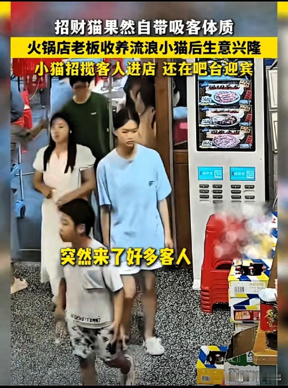 都说招财猫招财，没想到现实里真来了一只“活体招财猫”。
 
这家火锅店老板，收留