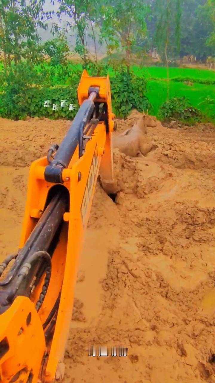 奇怪动物跪地向男人报恩。
国外男人驾驶着挖掘机在野外施工时，意外发现一头野生的奇