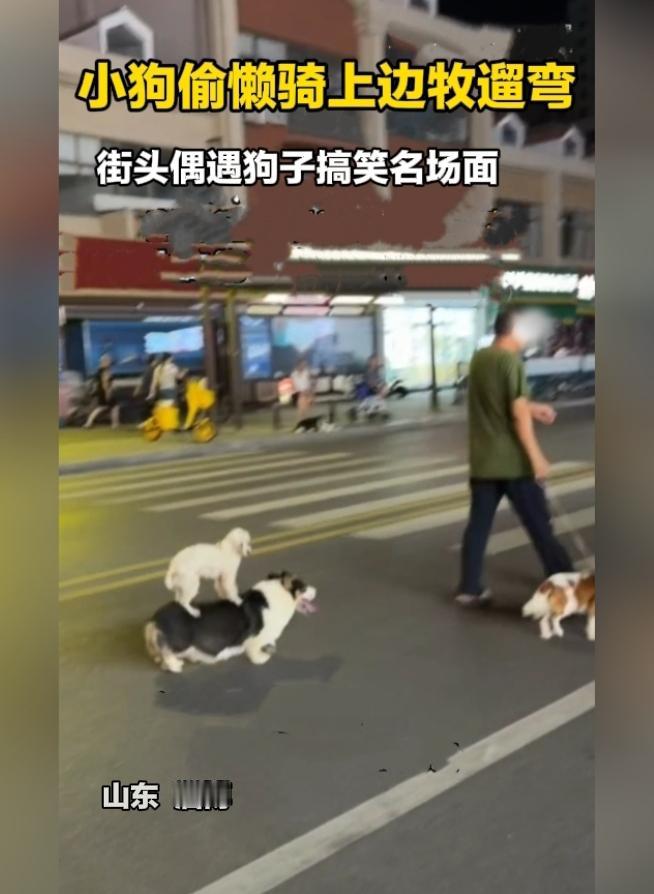 笑翻！小狗偷懒直接骑上边牧背上出门遛弯
 
真是大开眼界，遛狗路上还能撞见这么有