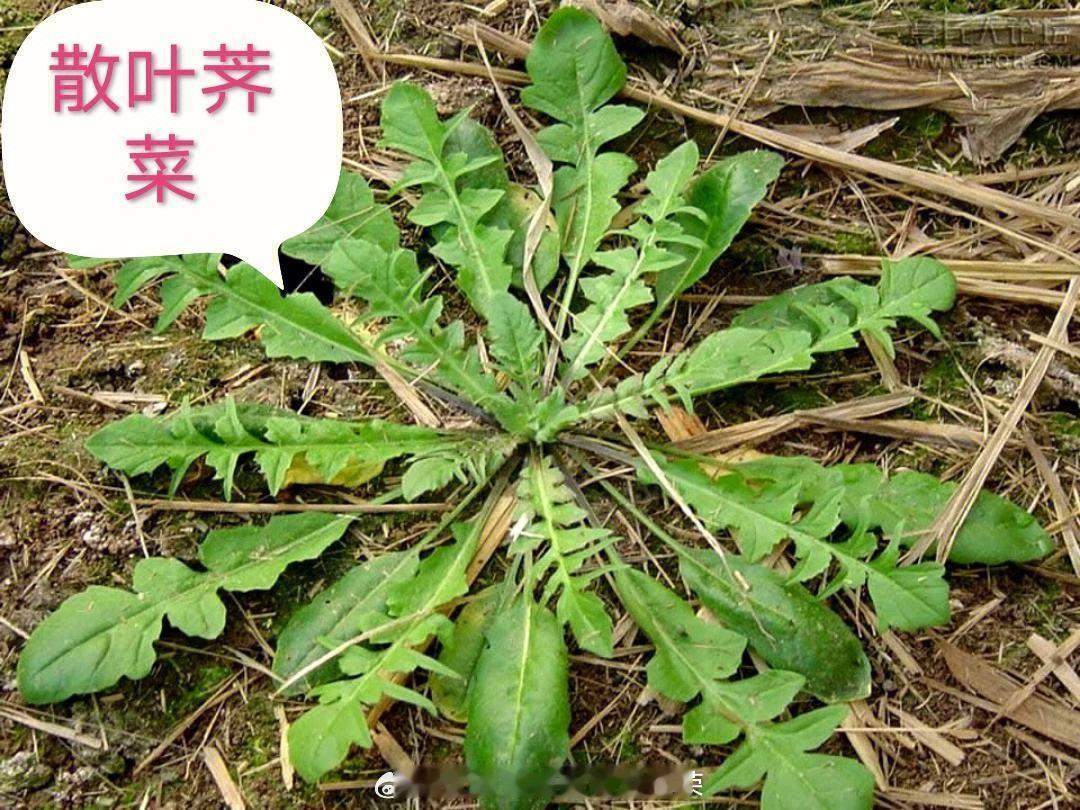 一到春季，很多人喜欢品尝各种新鲜的野菜，在这里要注意：各种药食同源的野菜，具有不