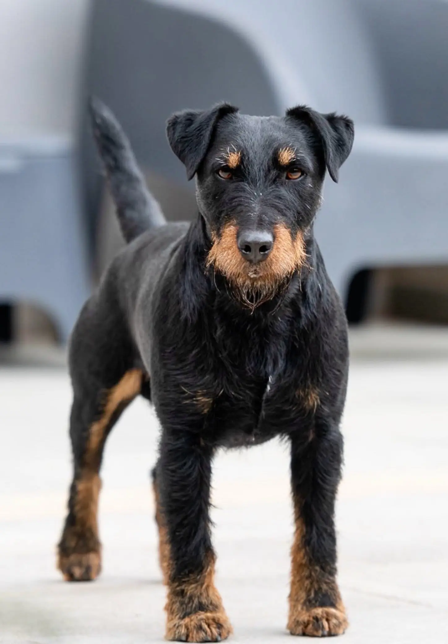 德国🇩🇪猎梗。现在还有喜欢这个品种的节奏吗🤔🤔