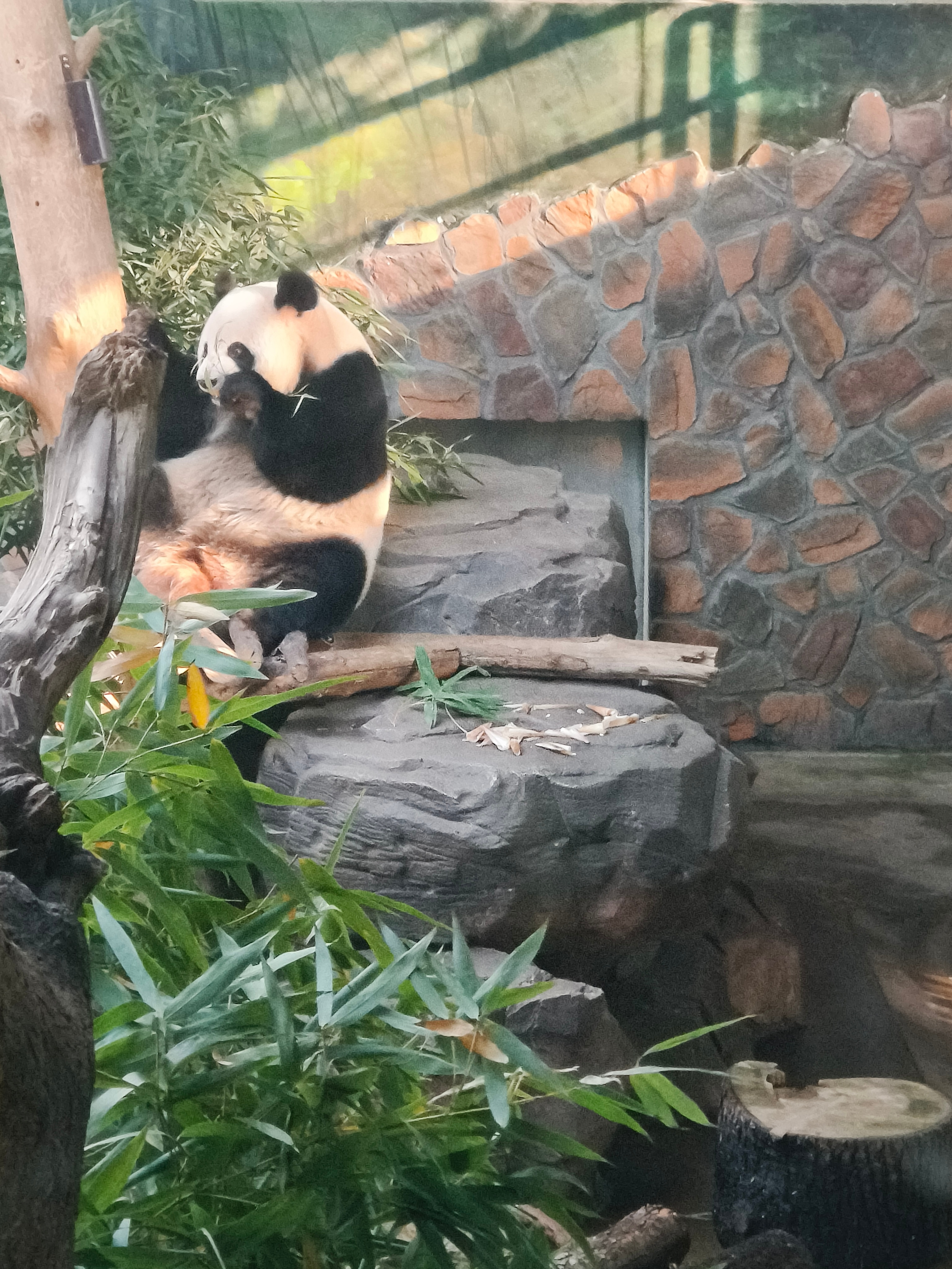 见到了大熊猫，票价值了。可爱的不要不要的 