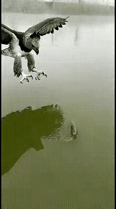 老鹰大概率是被电鳗电晕了，老鹰🦅🦅🦅也是倒霉啊，捕鱼多年从不失手，第一次阴