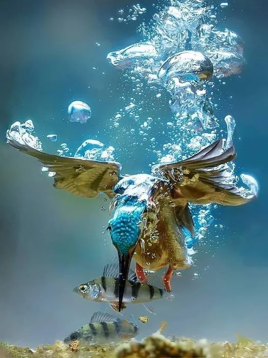 美图欣赏——自然的精彩瞬间