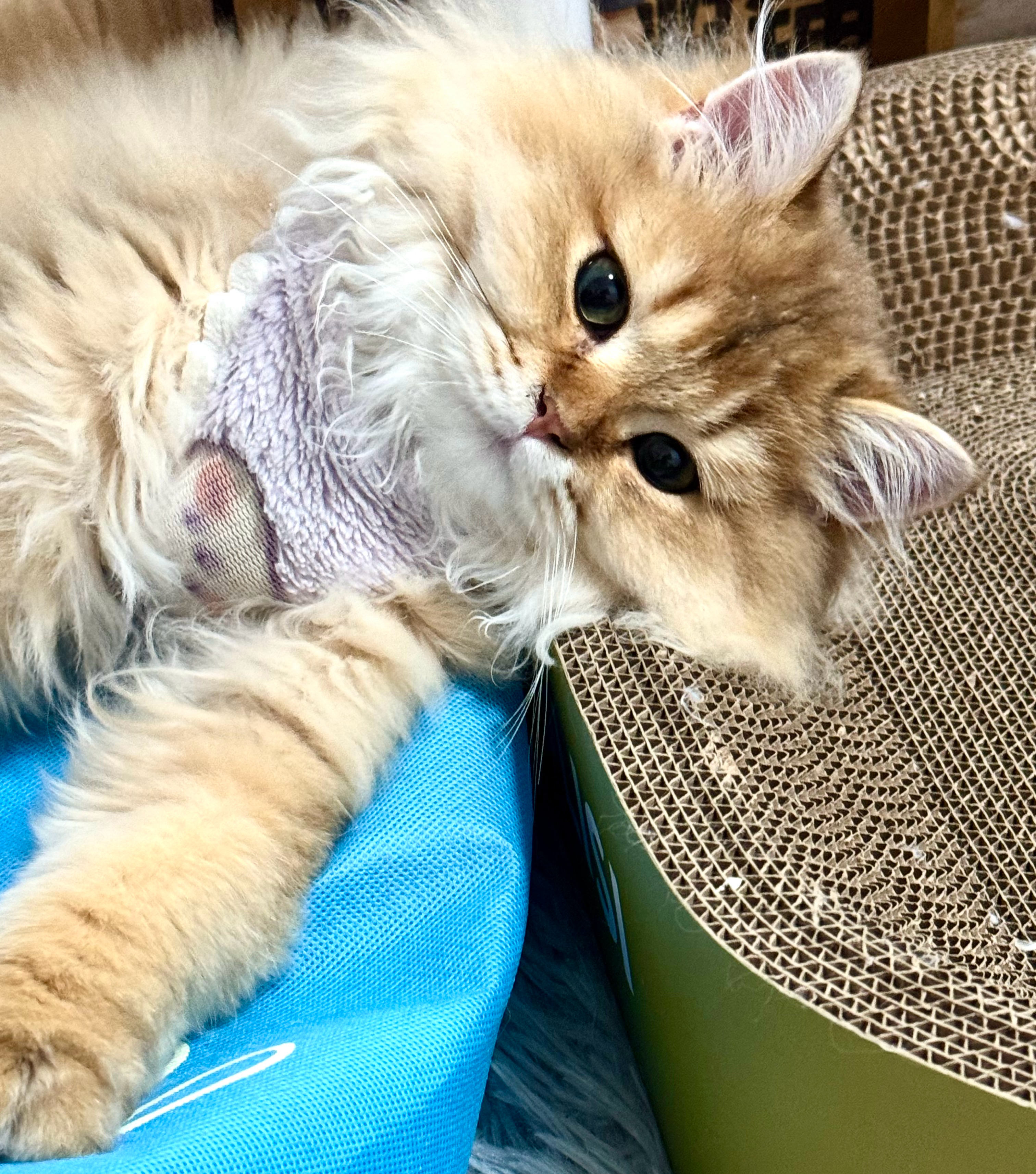 被吹风机吓得躲床底了，哄了半小时才出来🐱 