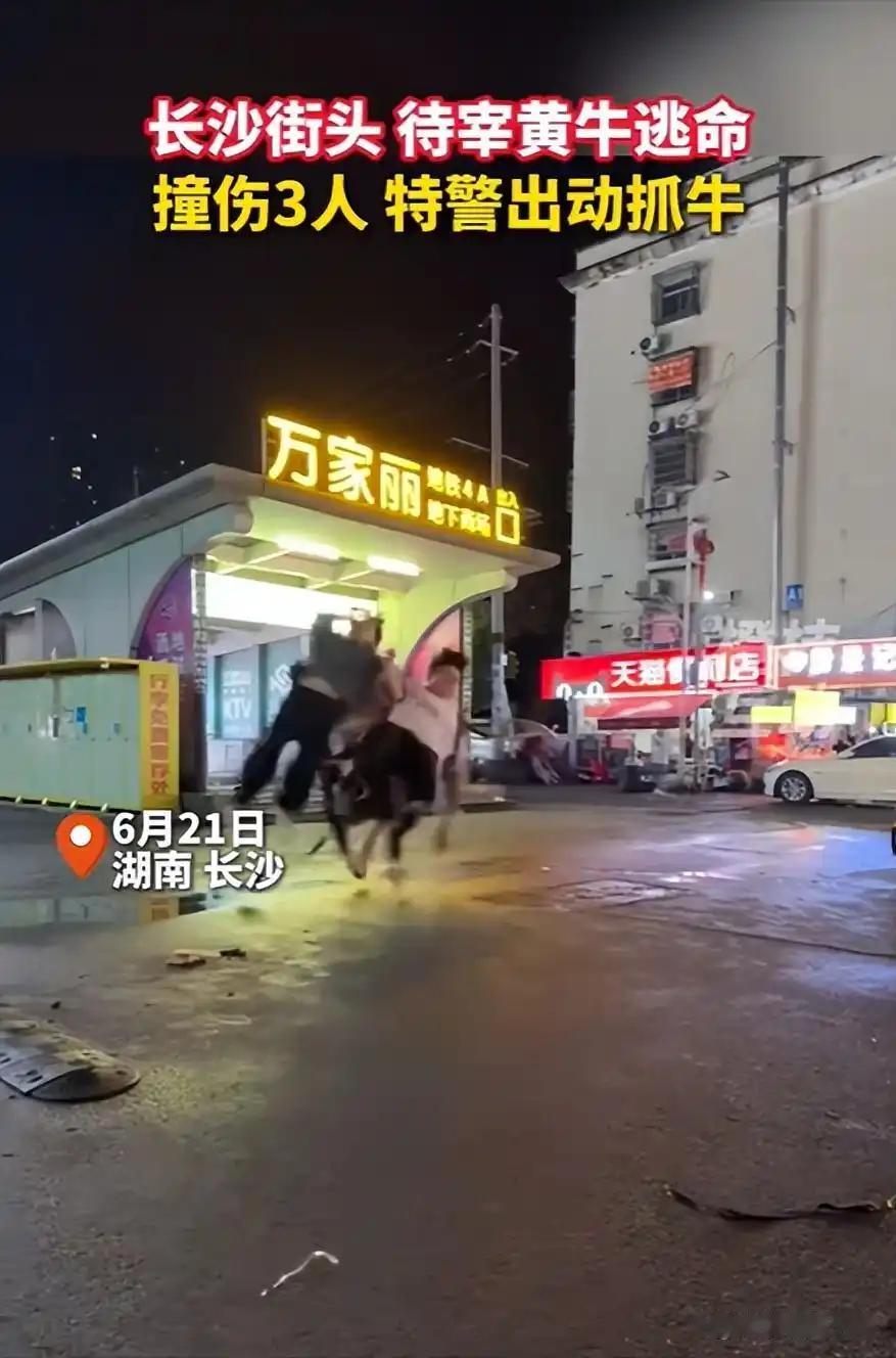今天凌晨长沙街头出了个挺吓人的事。

一头待宰的黄牛突然失控冲上马路撞人，警察接