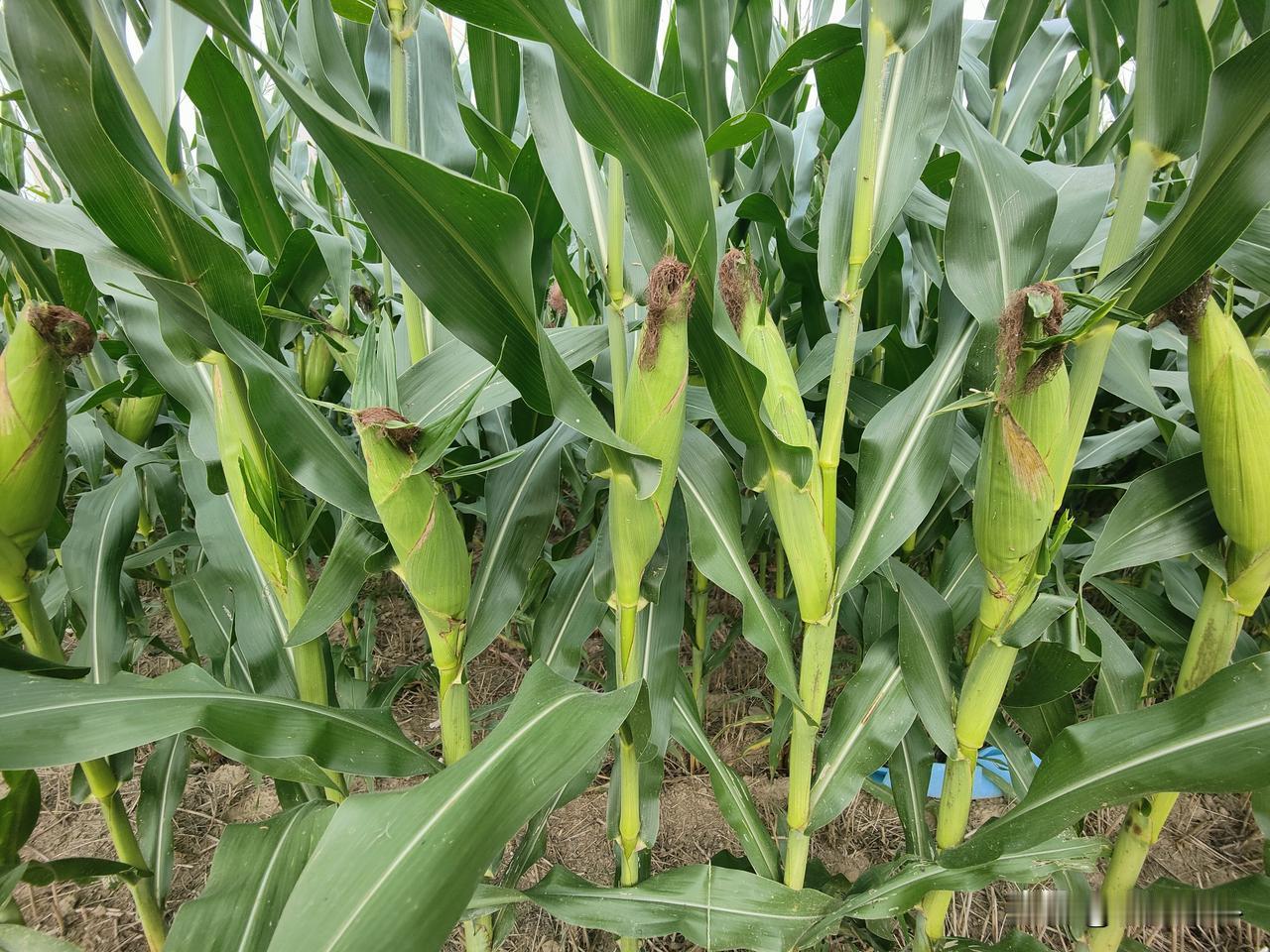 一、要进行补充营养，促进籽粒灌浆，防止植株早衰，提高玉米千粒重。
二、要防治病虫