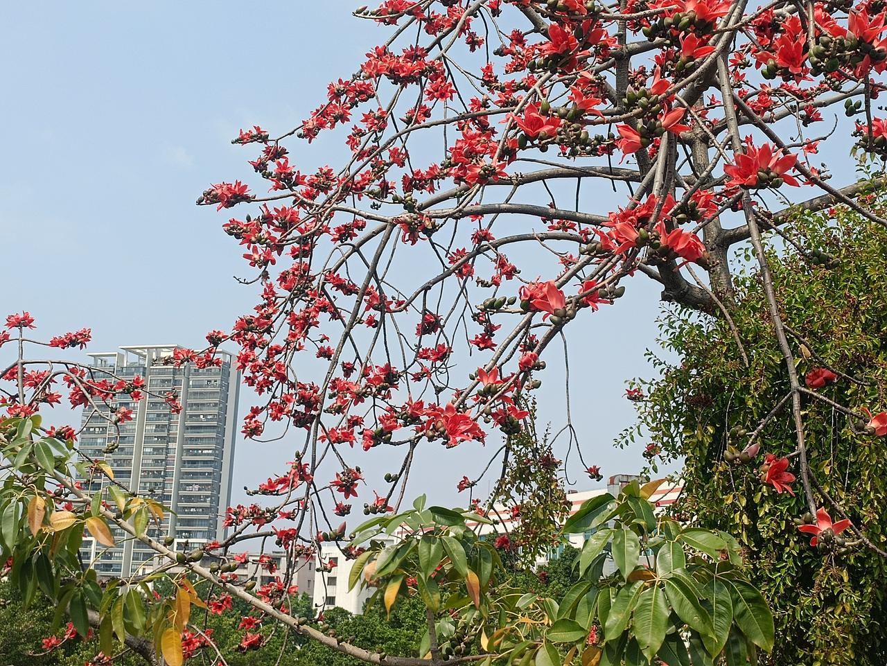 春风拂过脸颊，带着温柔的暖意。我漫步在春日的公园，满眼皆是盎然生机。
    难