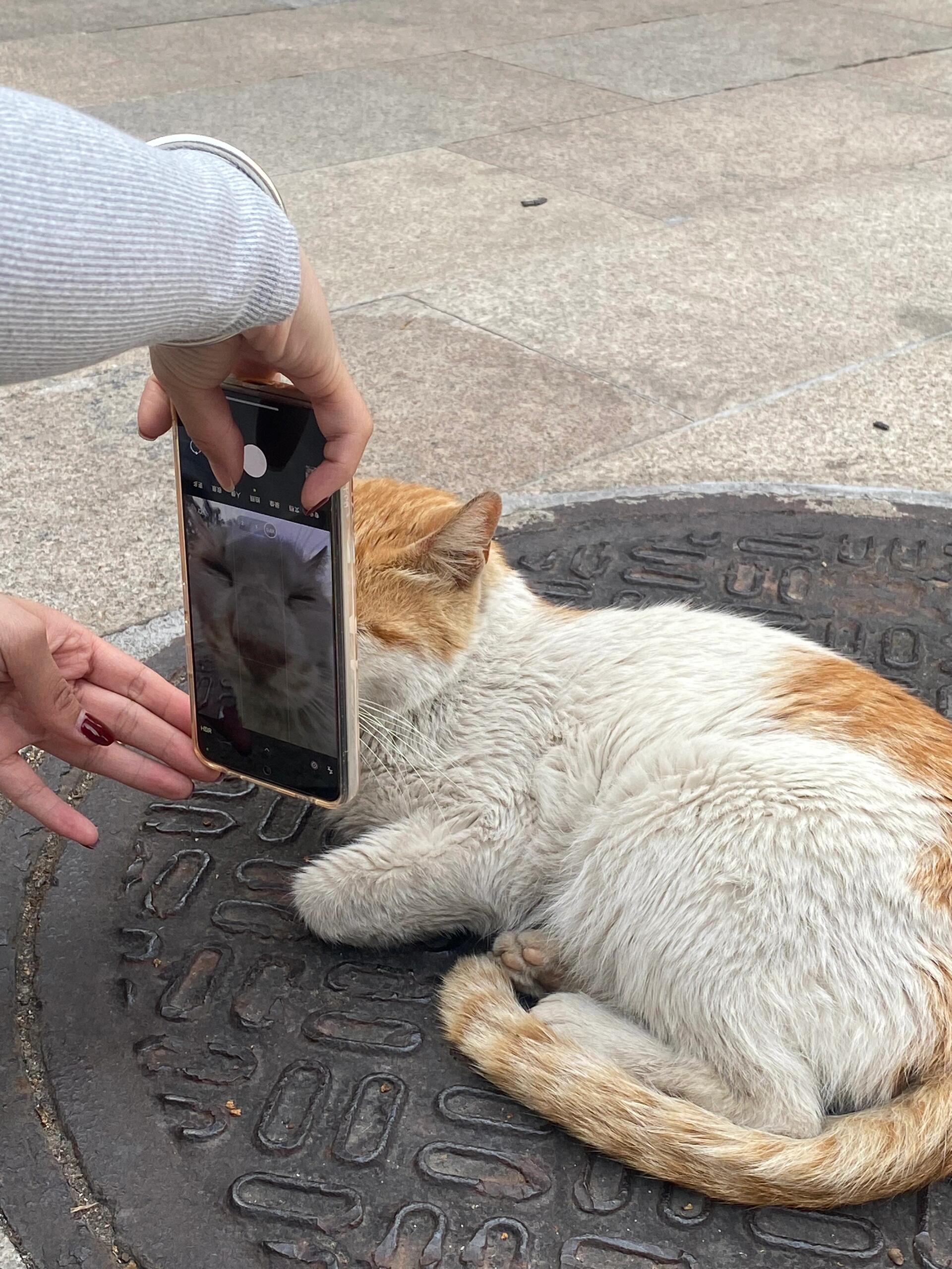小猫：你礼貌吗？ ​​​