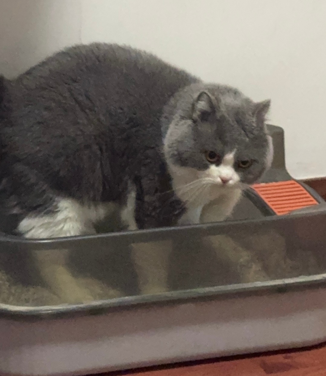 震惊 从来没人否认过 猫和恐龙有关联 