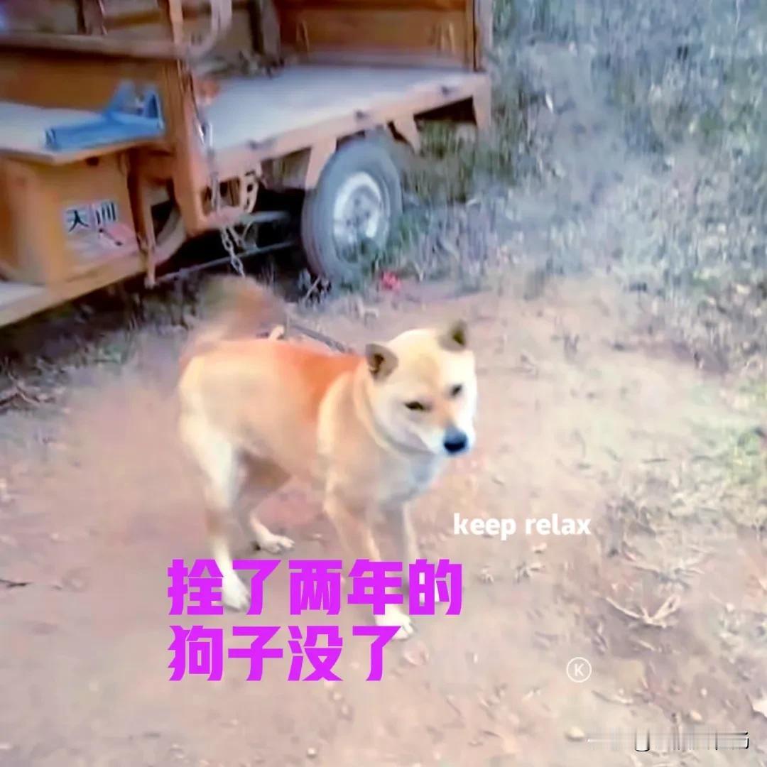 朋友家的田园犬，从小到大都是拴着养的，已经养了两年多了。朋友春节前回到家里，狗子