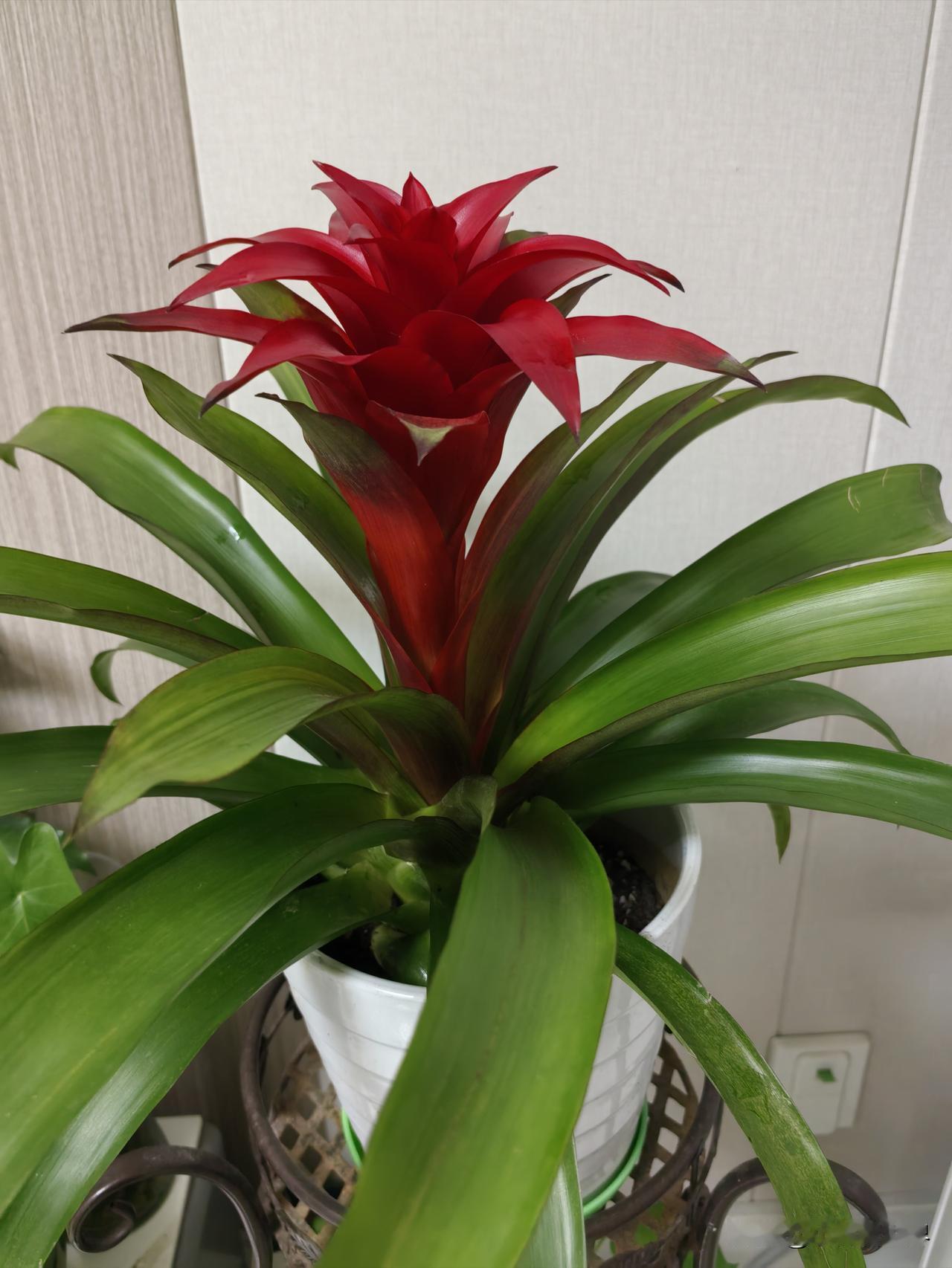 我们这里有户人家，生个儿子从小就优秀，高中毕业考上了全国一流的名牌大学南京大学。