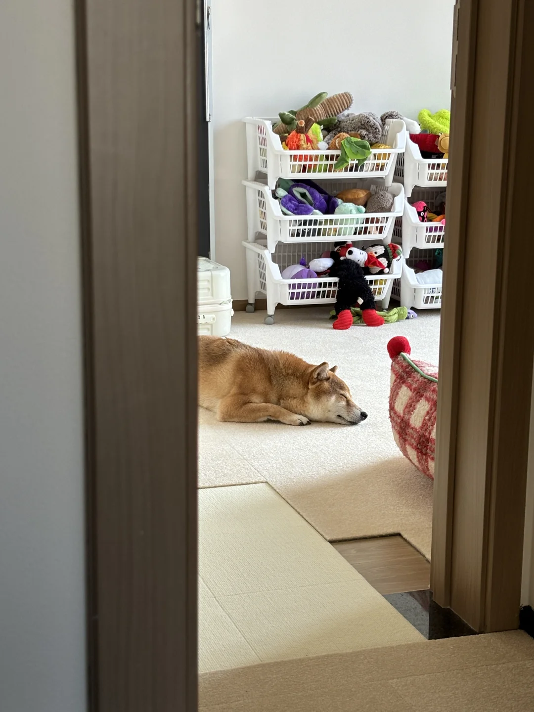 小狗的养病日记🧸准备过年啦