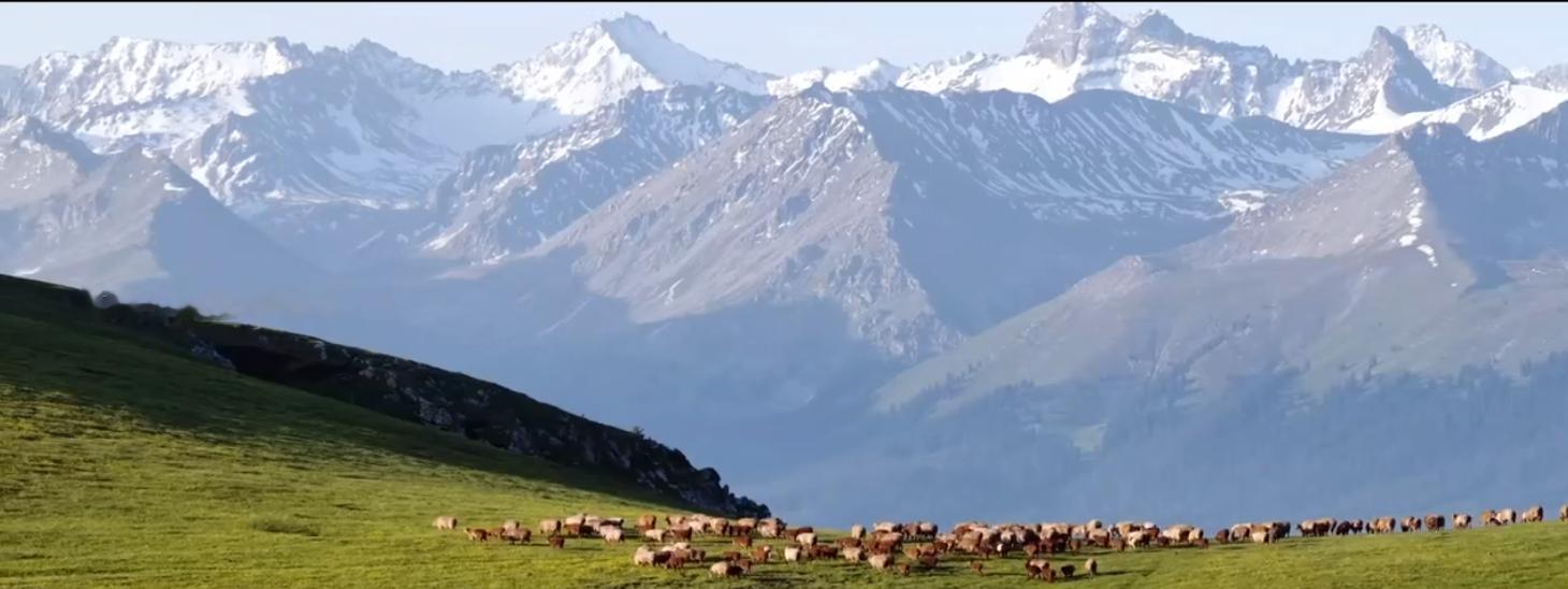 全新坦克700不卖产品卖向往发布会我全程看了坦克这次没说零百加速多猛也没拉着大G