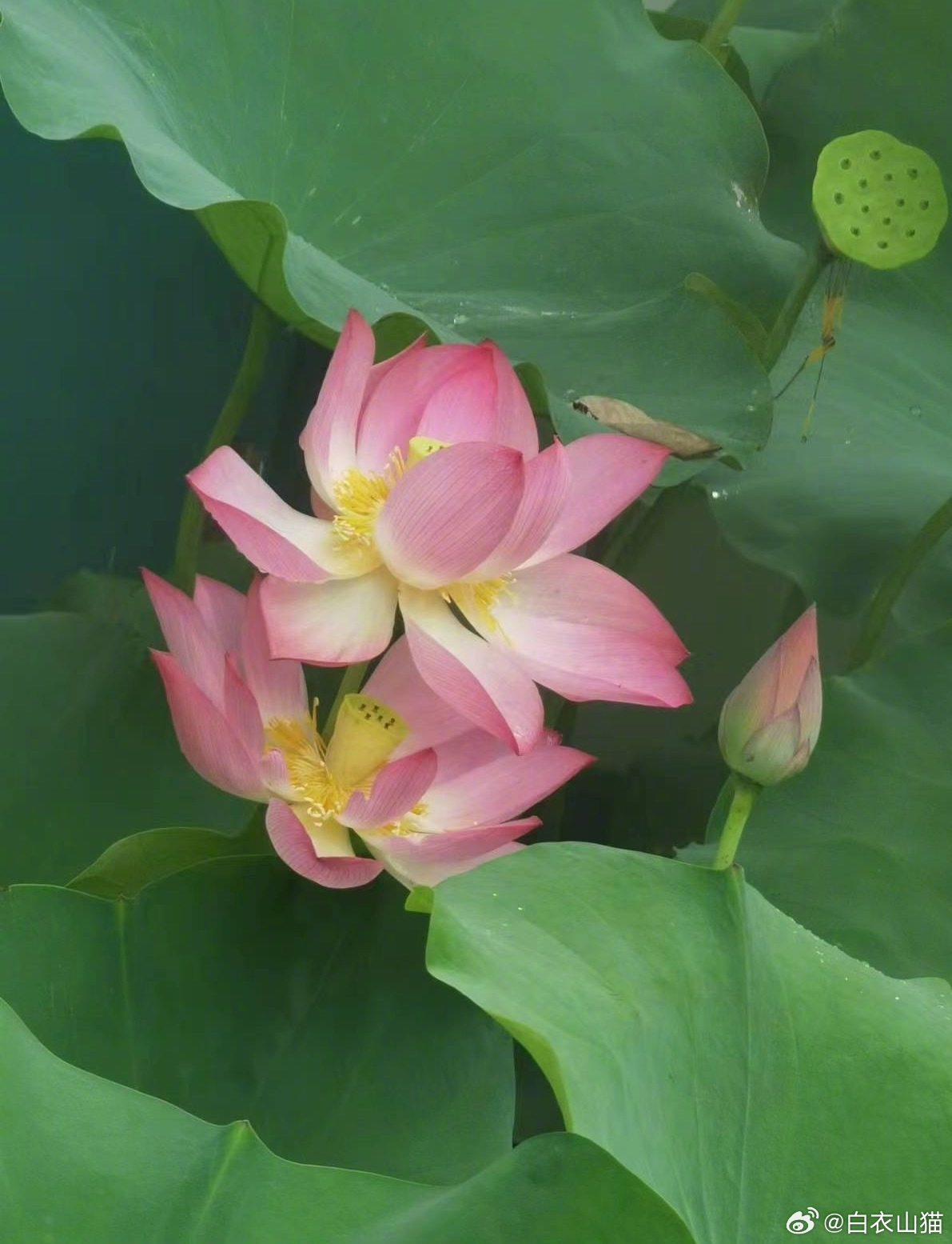 在BBS时代，我经常在各种钓鱼论坛上发表各种钓鱼文章，每个月都有几家钓鱼杂志的约