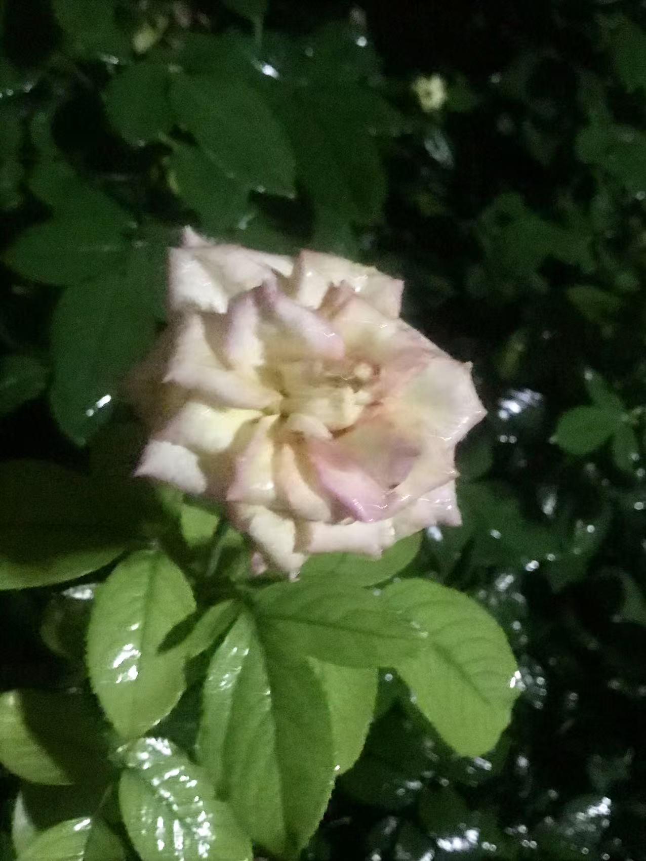 记录我的2026 雨后的花，宛如被大自然精心雕琢过。就像晚春诗词里描绘的，花草树
