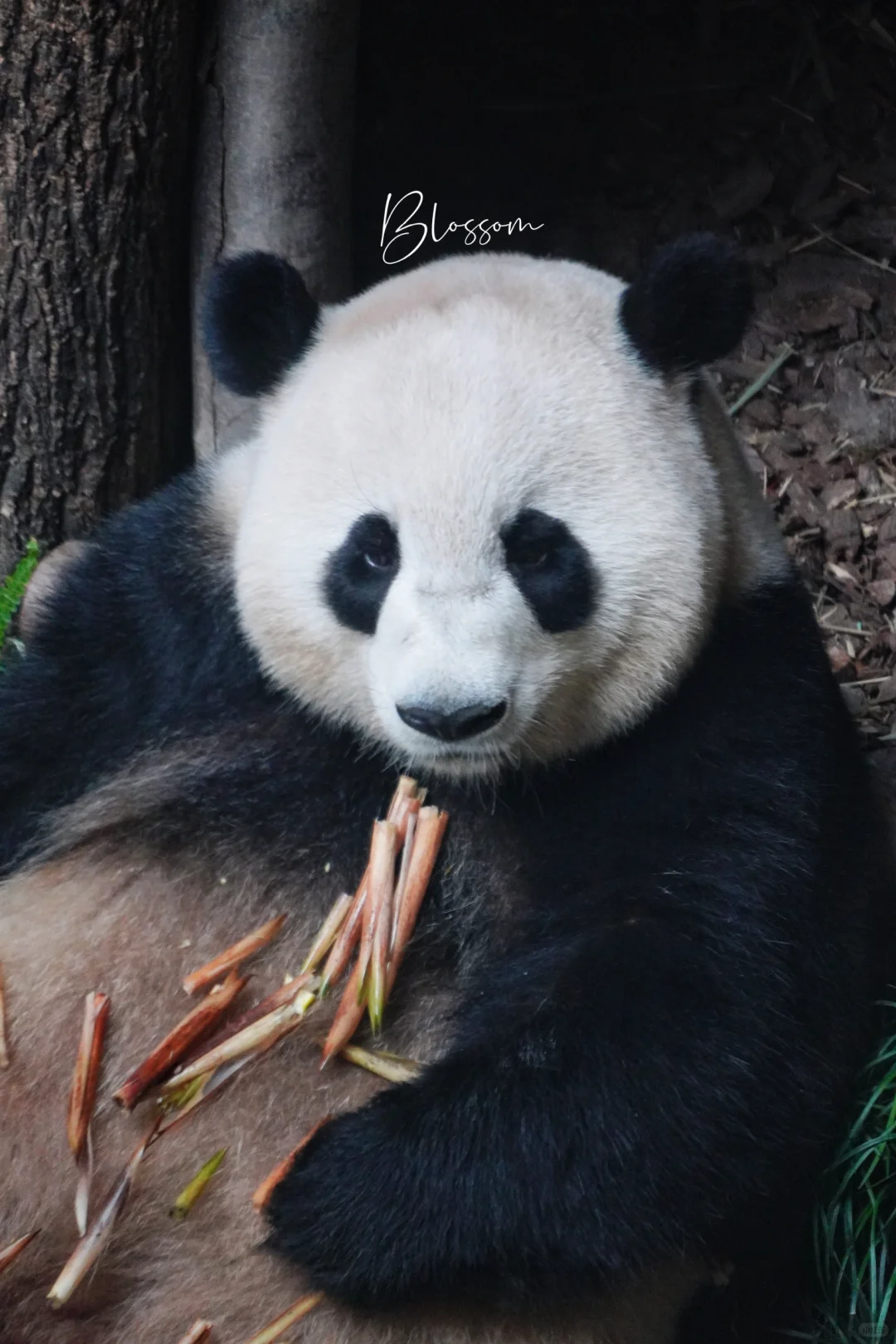 240829 好久不见的黄妹妹，还有三天生日