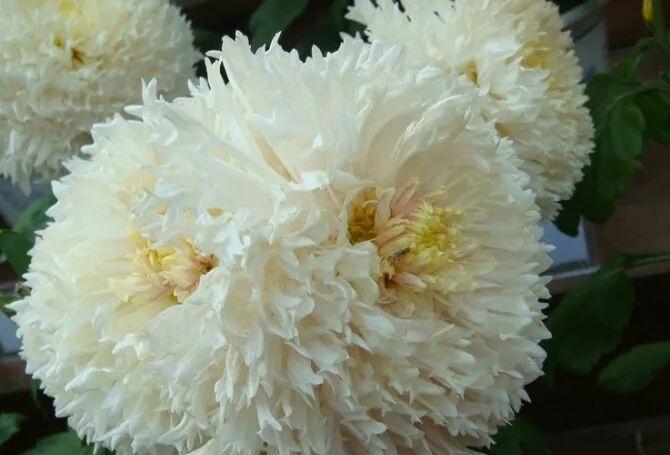 晒图笔记大赛这丛白菊如落雪堆云，千万条银丝状花瓣蜷曲缠绕，织就一个个蓬松的花球。