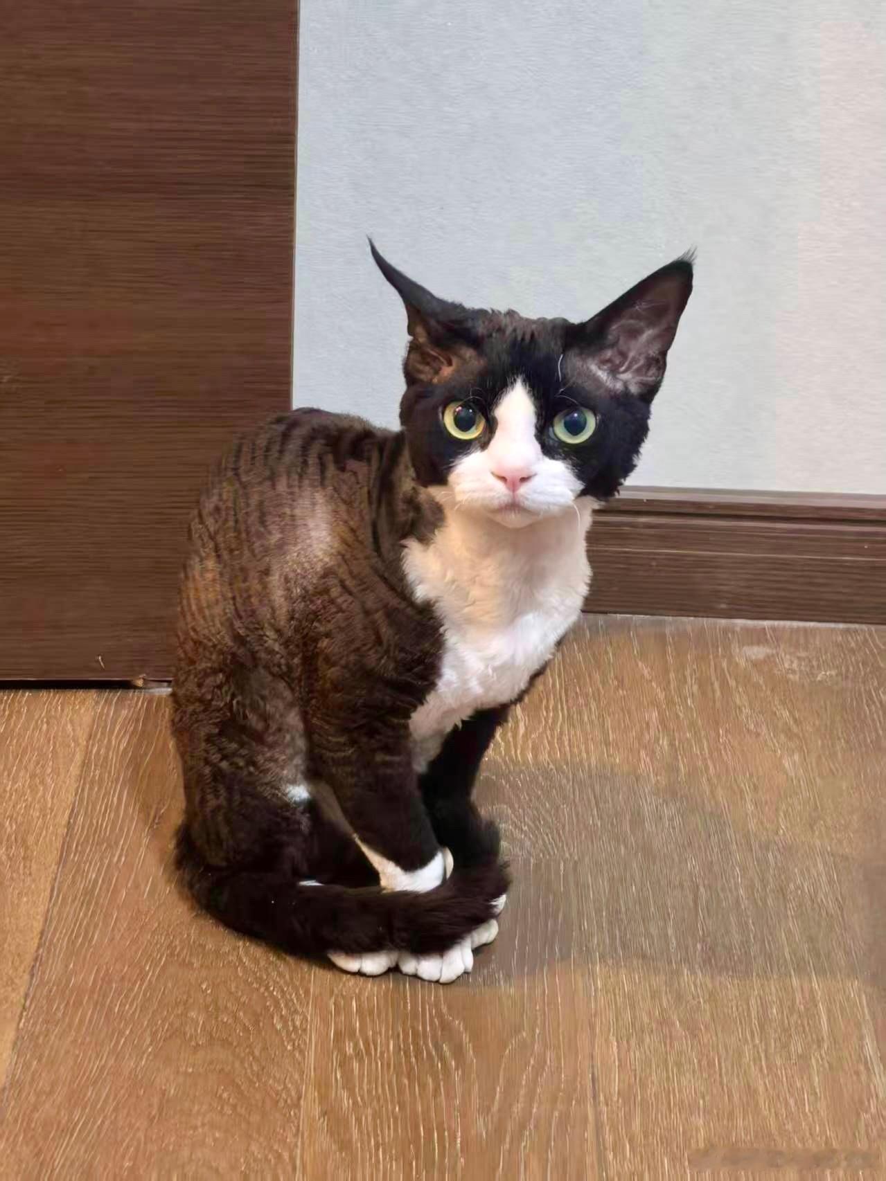 所以cat🐈也无法理解猫猫的行为吗