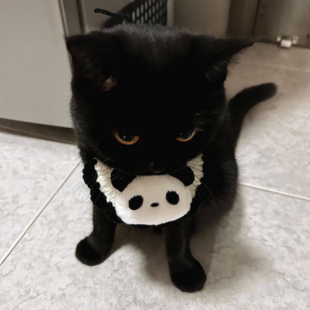 宝宝你真的是小熊猫 妈妈没骗你