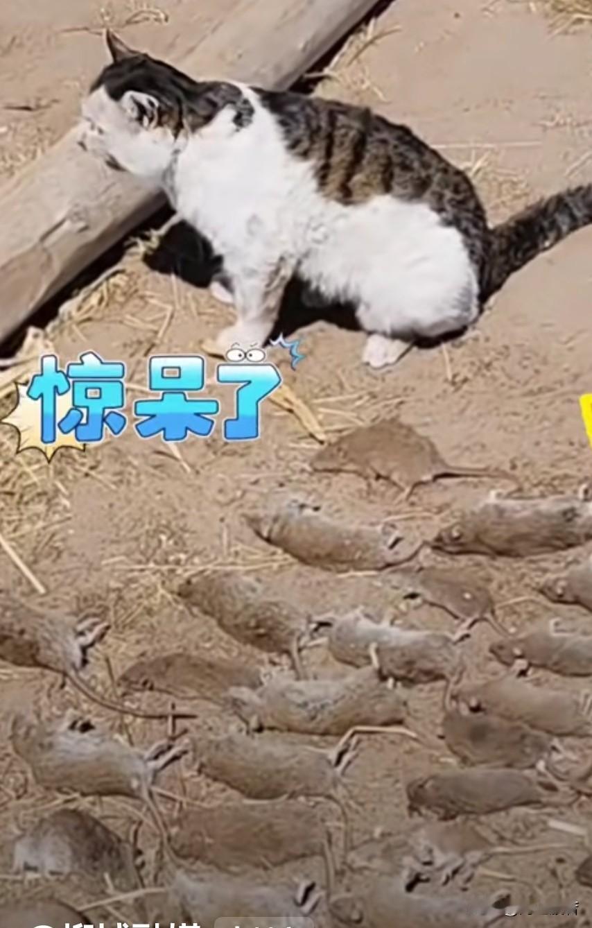 不过别骄傲，成果只能代表过去，还得往前看，再接再厉，继续加油，耗子里也不都是孬种