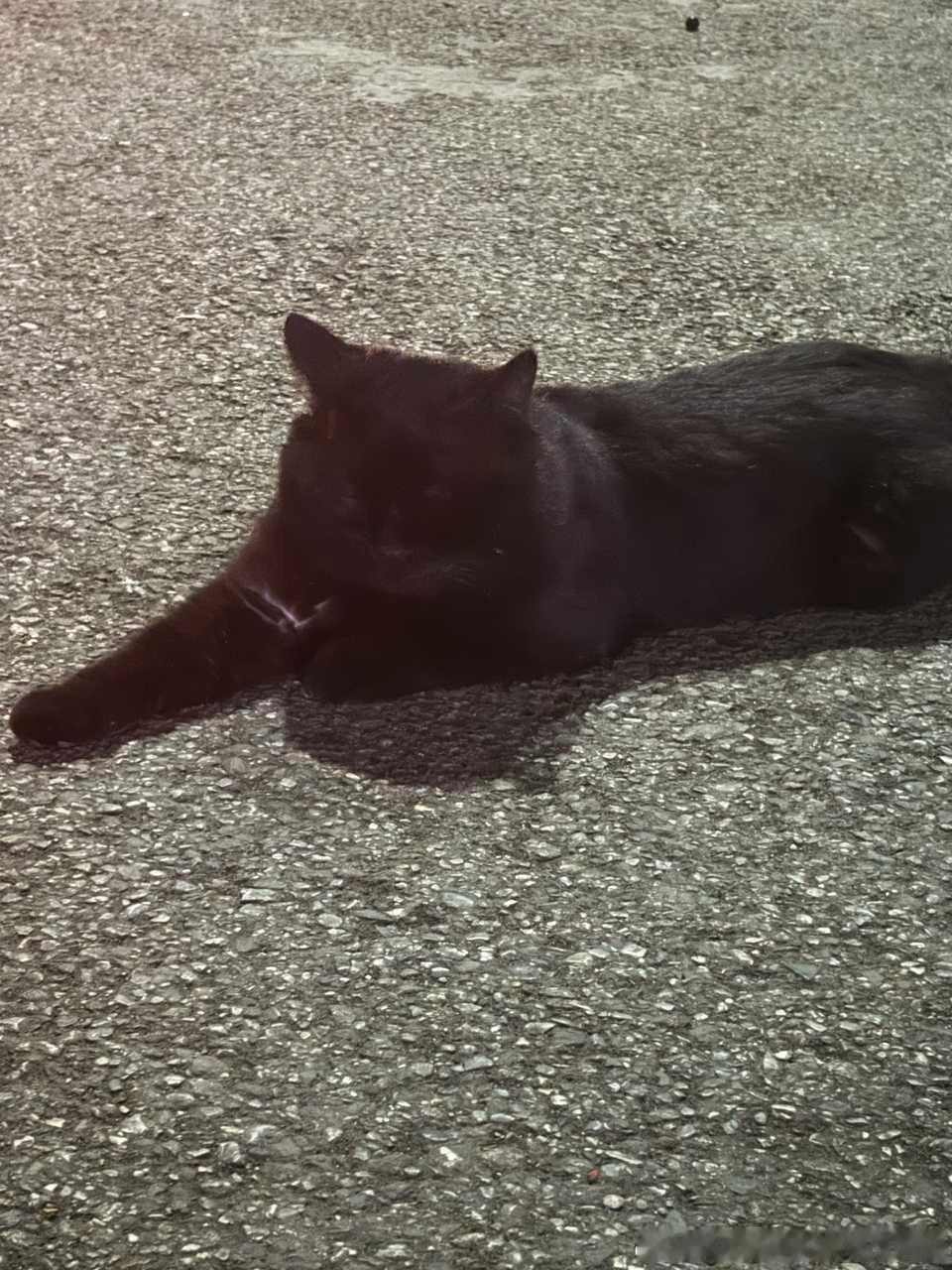 49336【丑猫】脸在哪里 