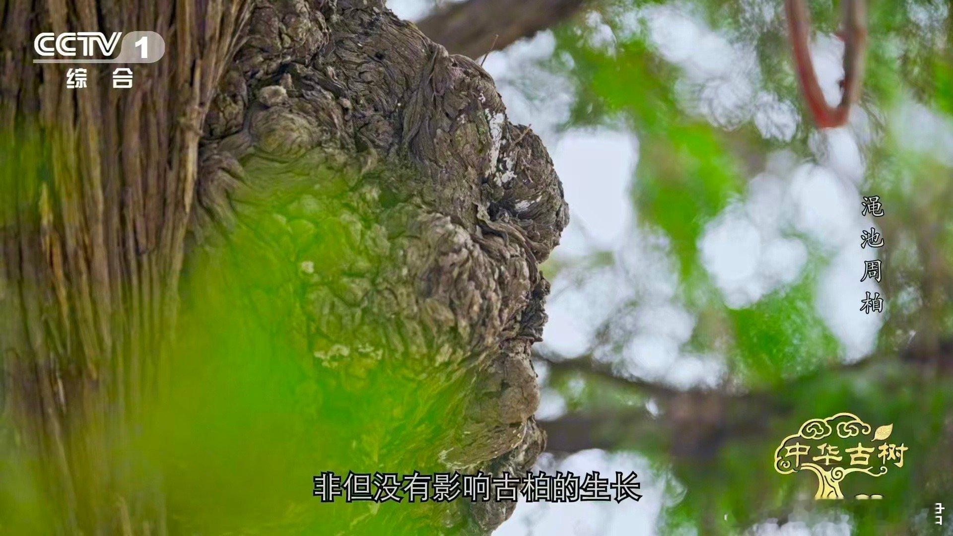 柏树受伤愈合成一种沧桑之美 看一株古柏如何把伤口变成勋章！河南这株3700岁侧柏