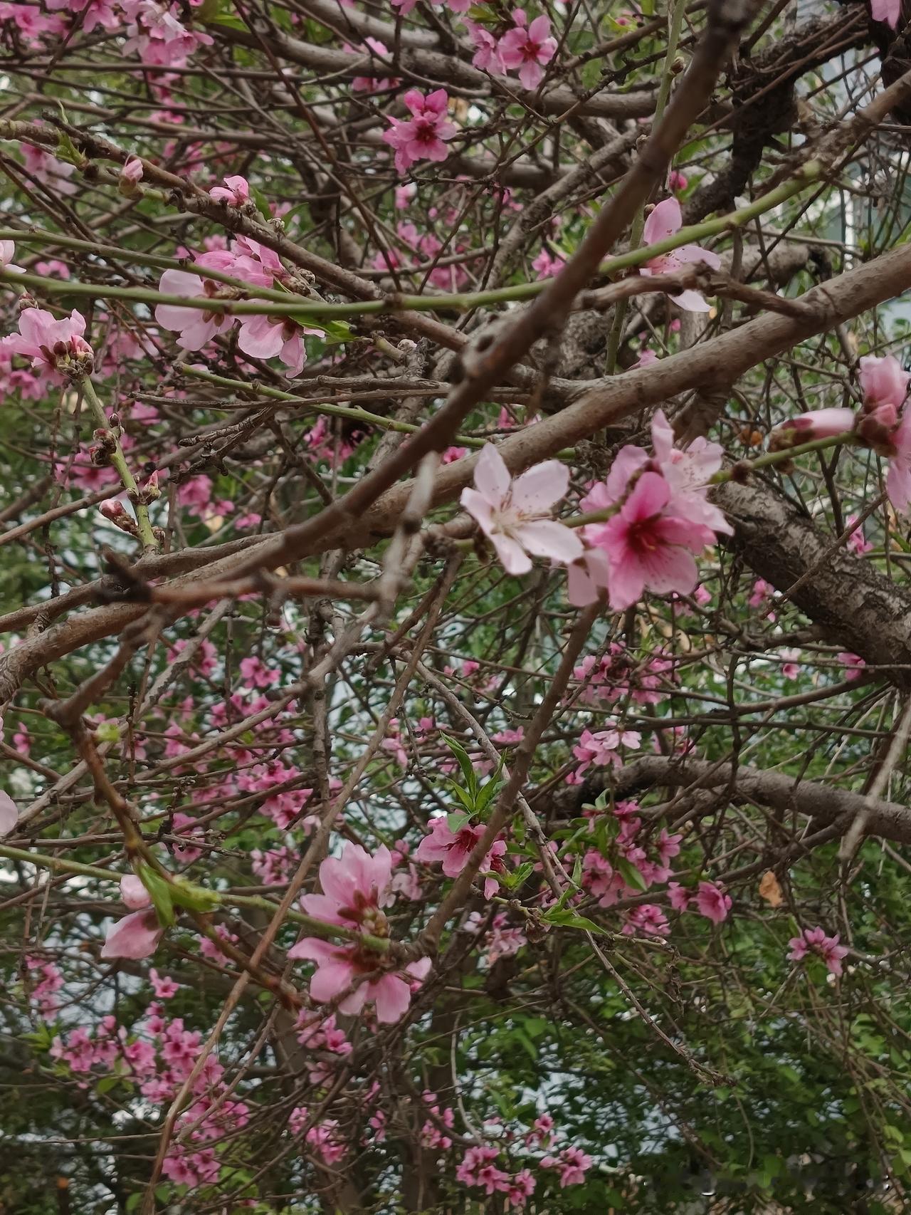 同样是照顾老爹，我曾经特别羡慕我朋友。
她爹和我爹同岁，还小几个月，85、86岁