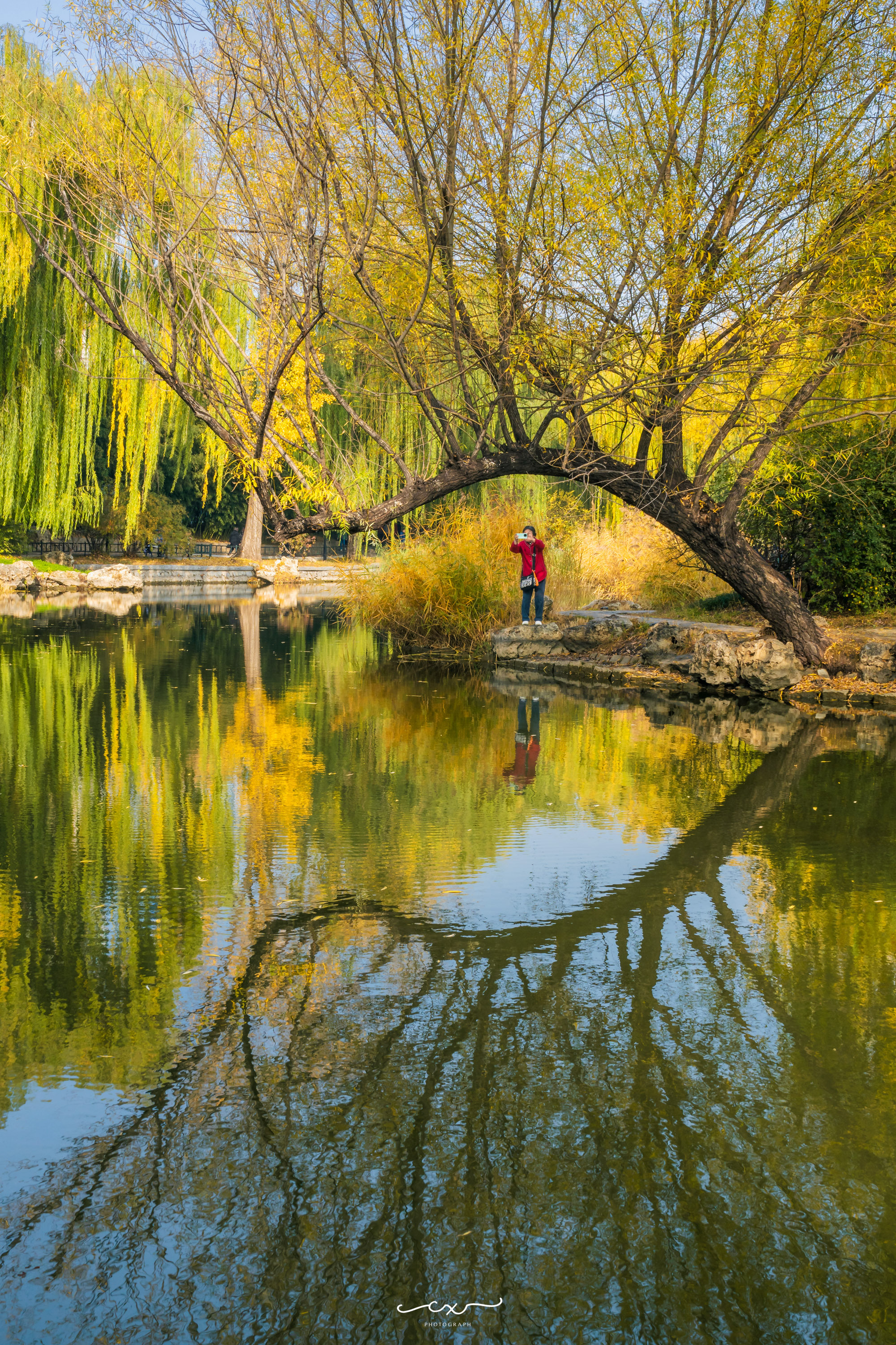 紫竹，晚秋。📍京城 • 紫竹院公園摄影