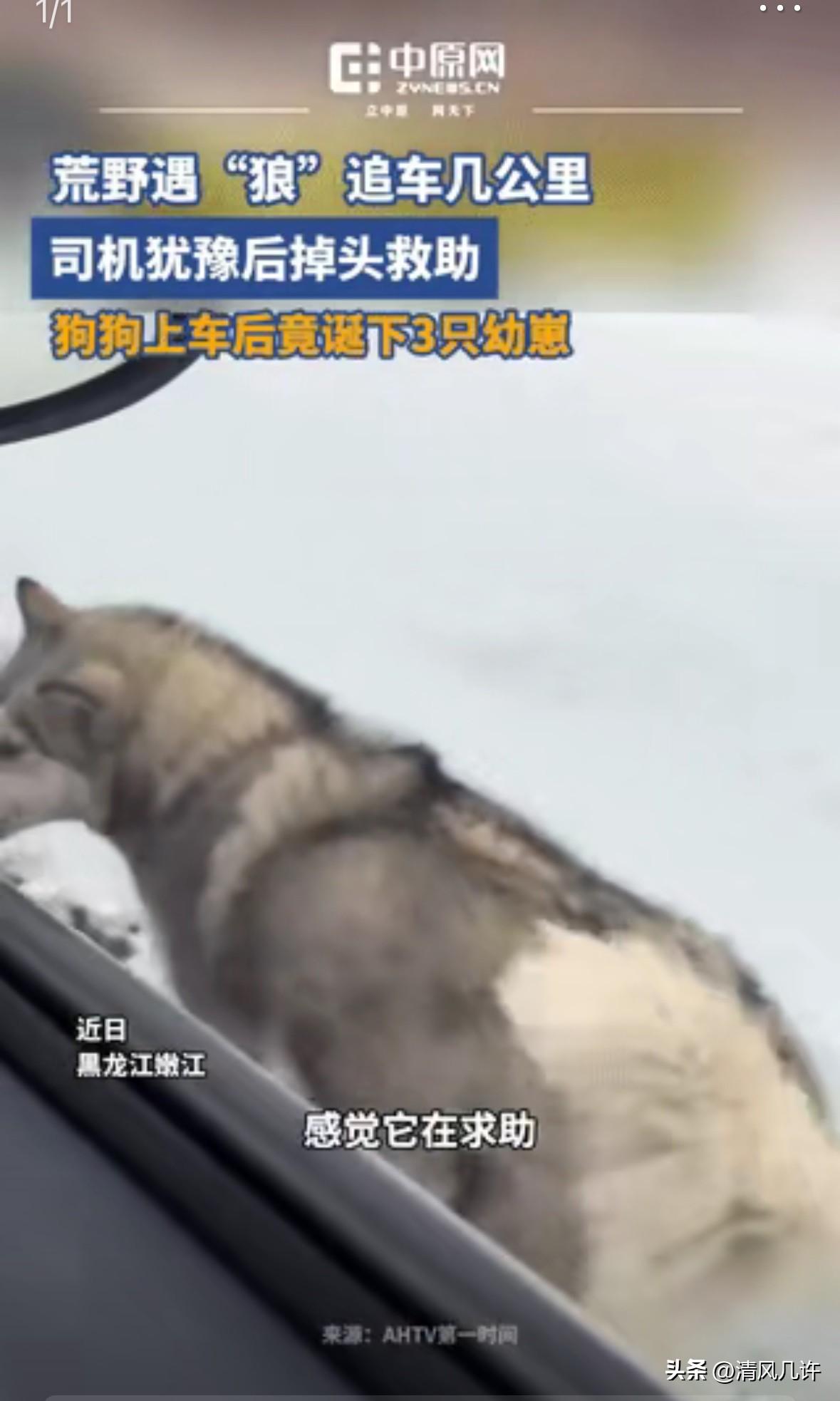 黑龙江，女子开车遇到一只狗狗追车，一直追了好几公里，不肯放弃，女子不忍心，掉头回