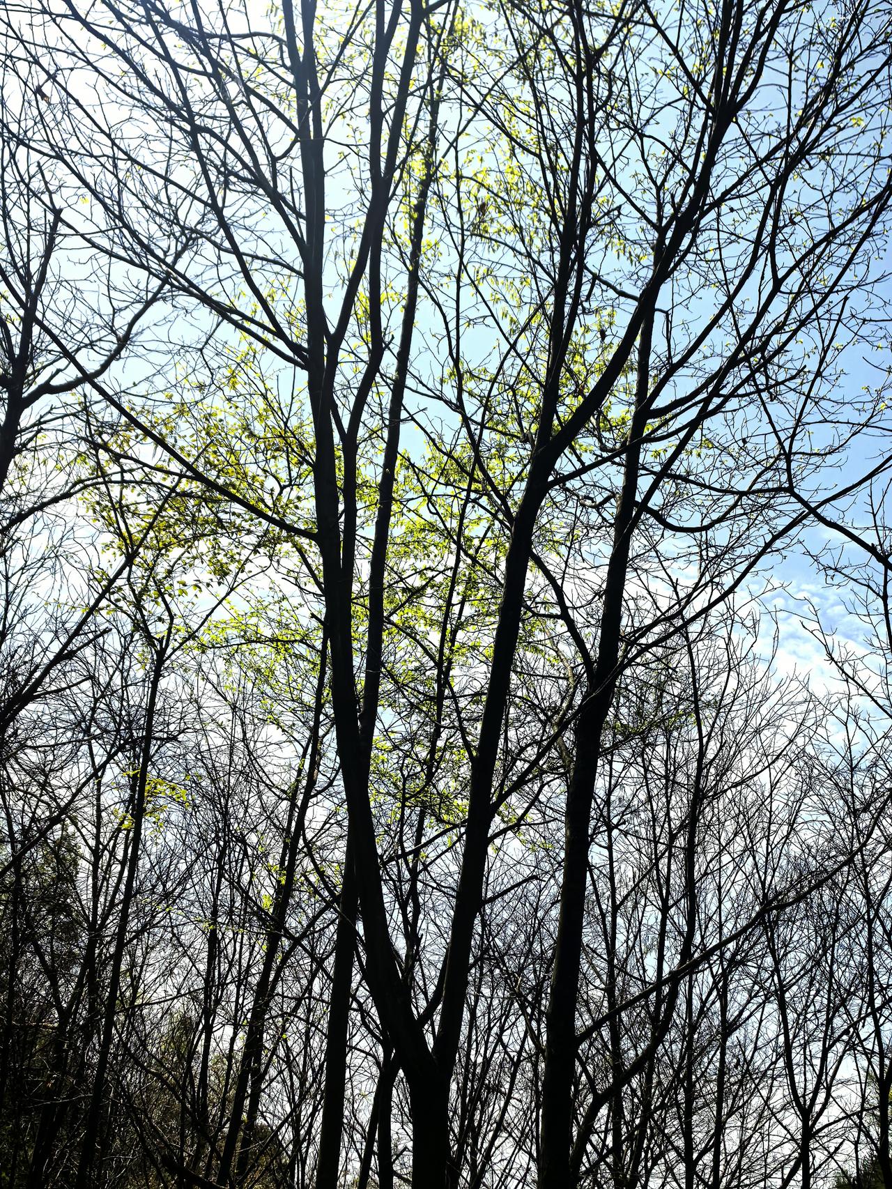 春日生活打卡季抓住假期的尾巴，再去周边逛逛，拍拍花草，赏赏花，明天上班搬砖。