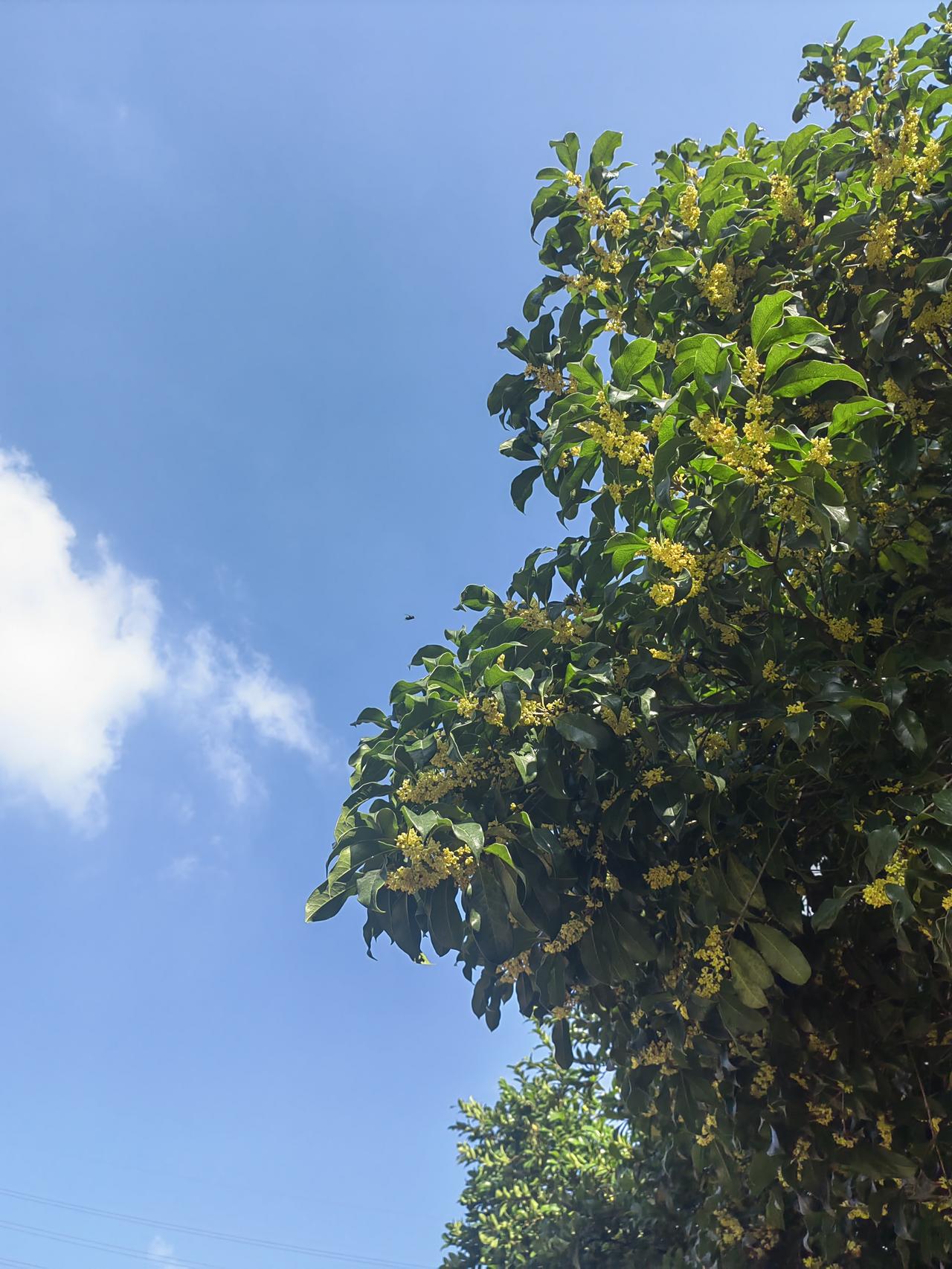 蓝天白云下，桂花树上开满黄色的小花，香味浓郁。