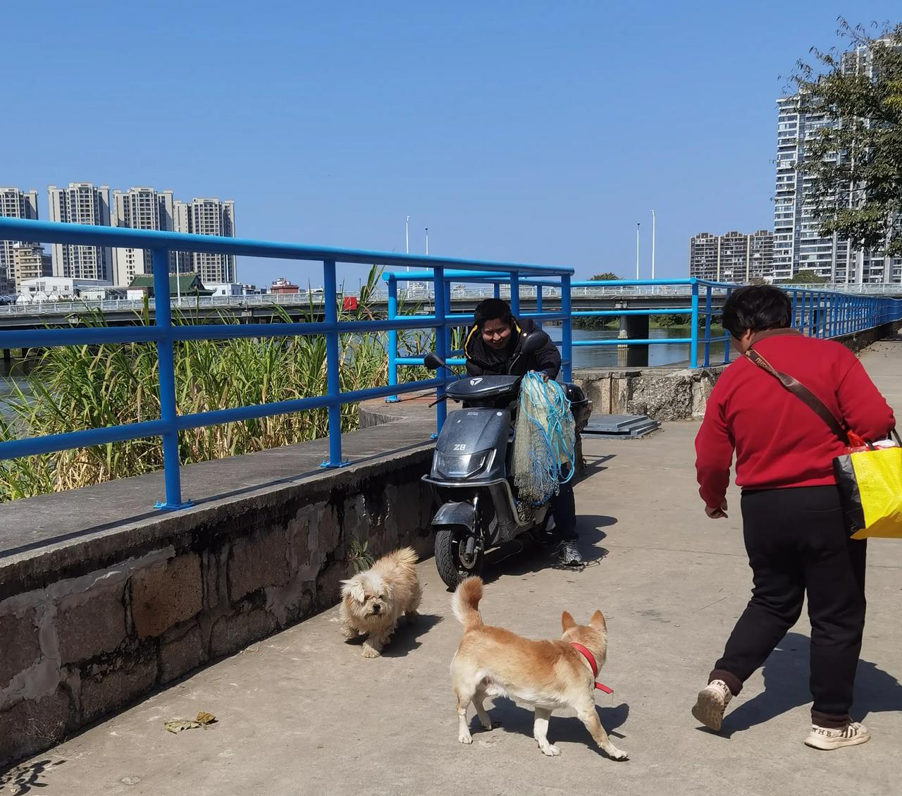 今天中午太阳出来了，就到河边去走走，人在溜达呢，狗也在溜达。

有个女的牵着一只