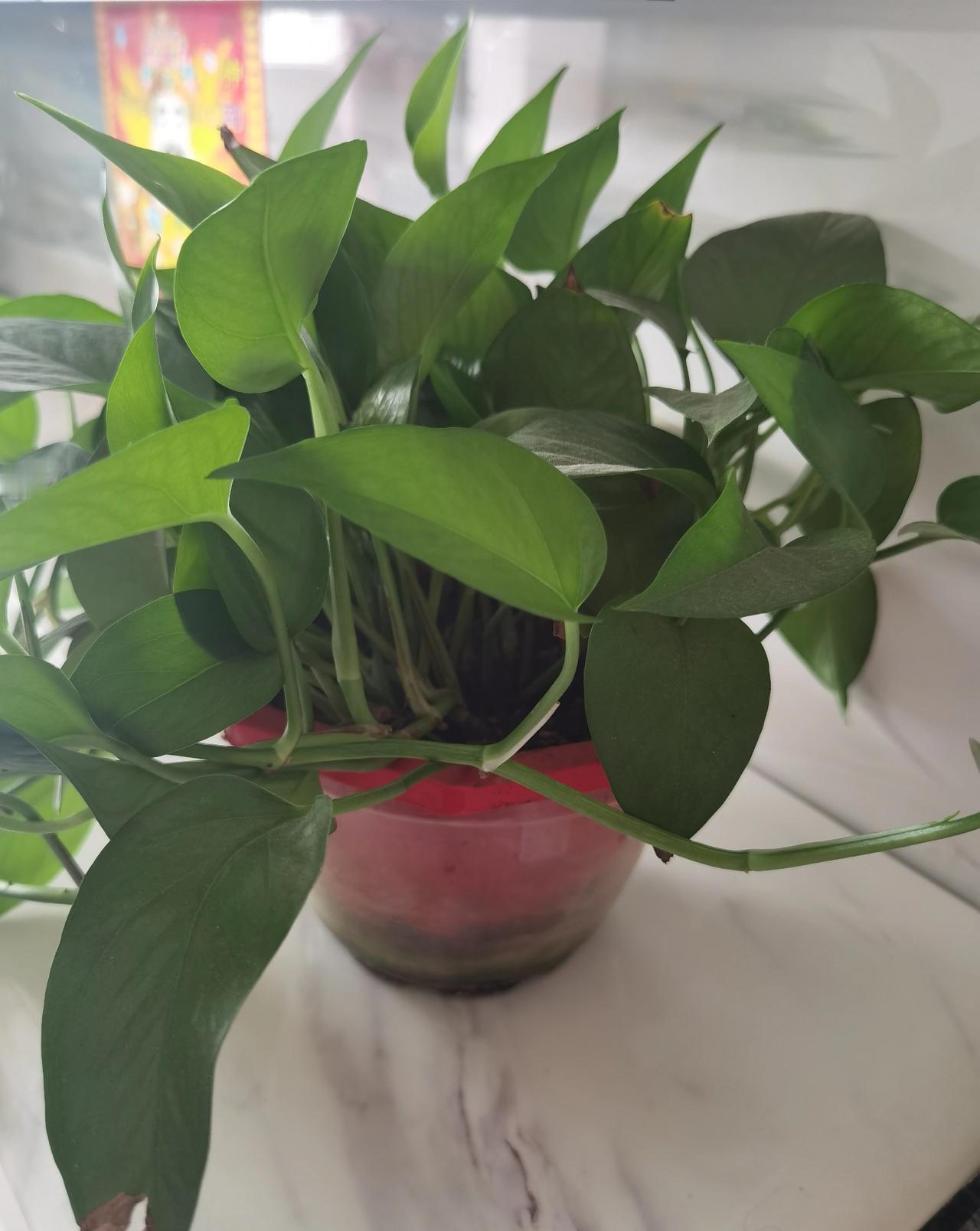 大家说，
家里最好养的植物是什么？
绿萝还是仙人掌？
老妈想在家里养点植物，
说
