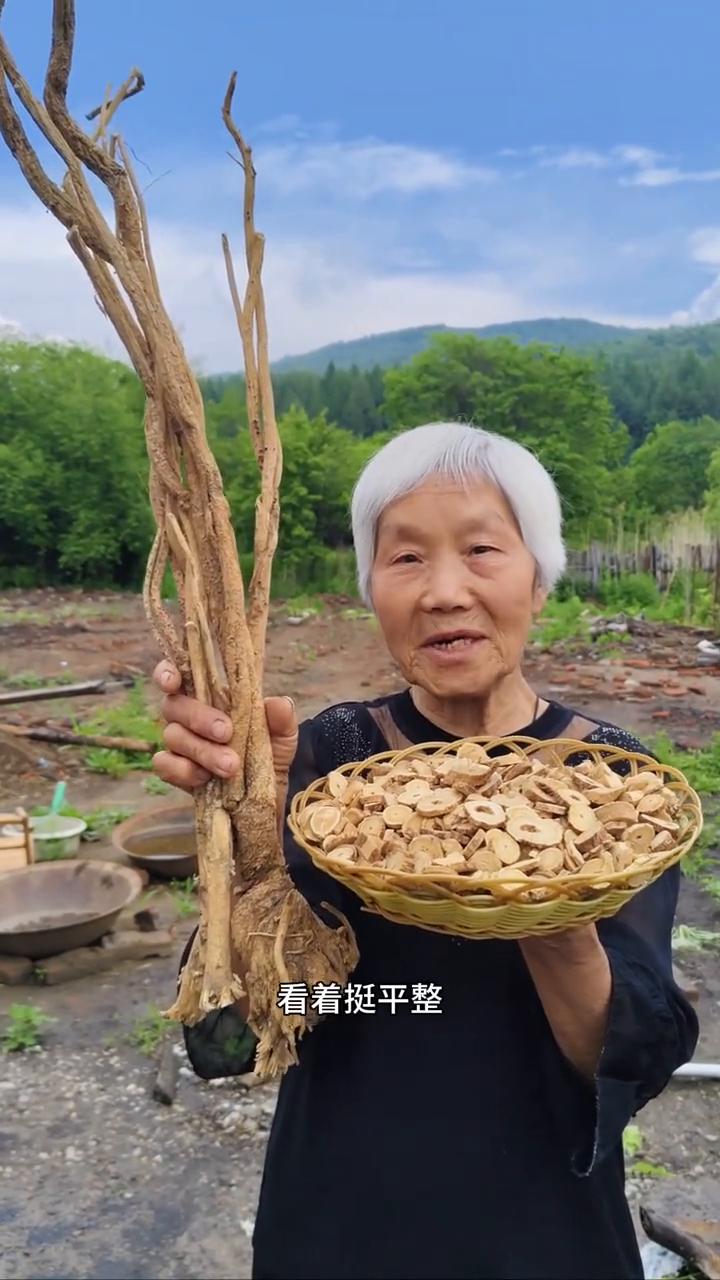 黑龙江原始大森林，寒带纯野生的黄芪。
我家是小兴安岭的主脉，原始大森林。这是我们