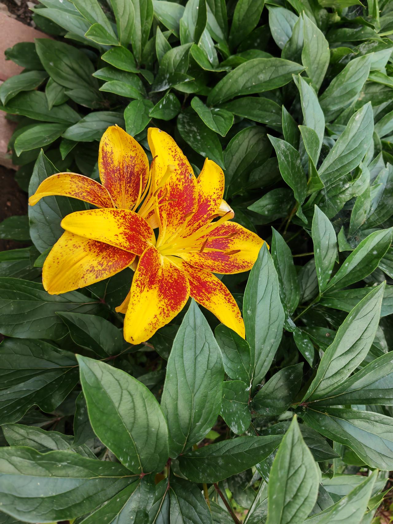 这是我见过的
最漂亮的百合花
花瓣宽大瓣鲜艳
是很少见到的品种
同时我也拍下了