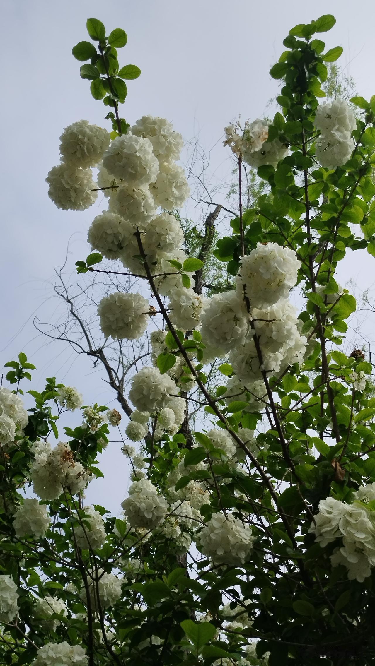春日生活打卡季今日习家池釆风，谷隐寺后山山间小路上各种花花草草，好多叫不出名字，