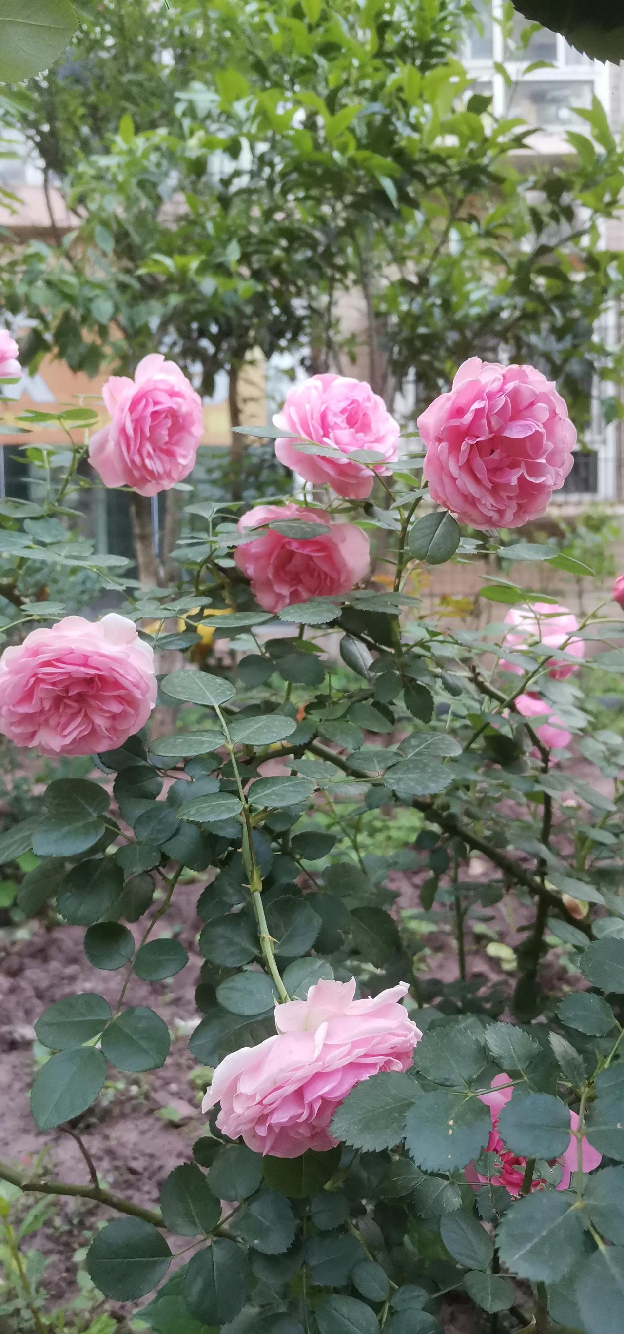 月季花
